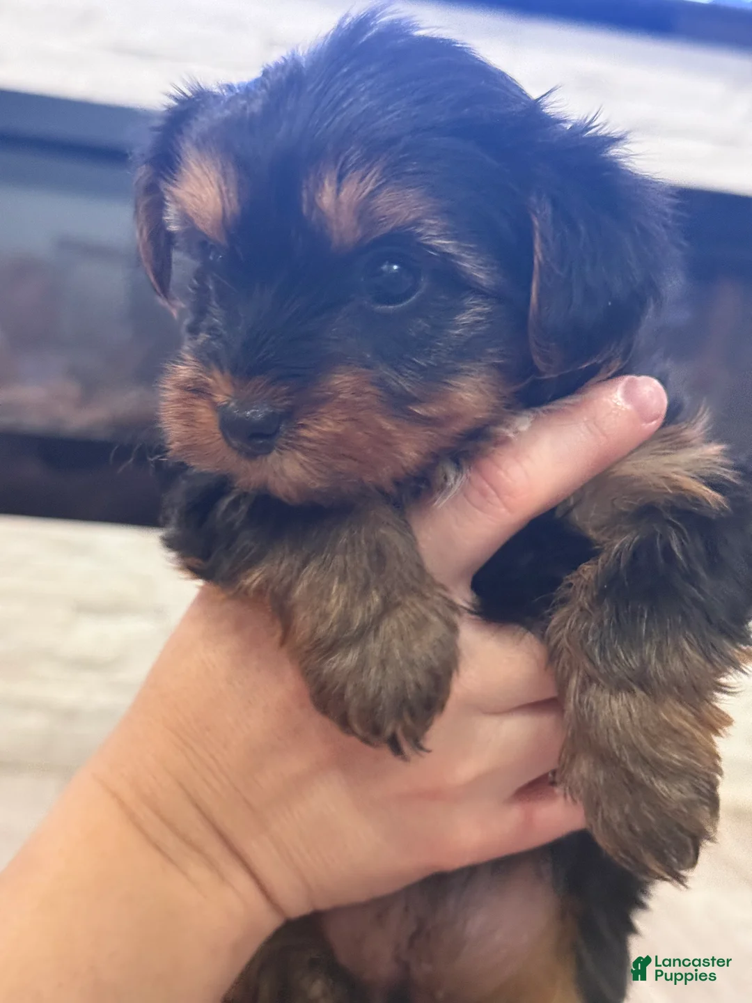 Yorkshire Terrier dogs for sale: Yorkshire Terrier Puppy 2 - Ad 2
