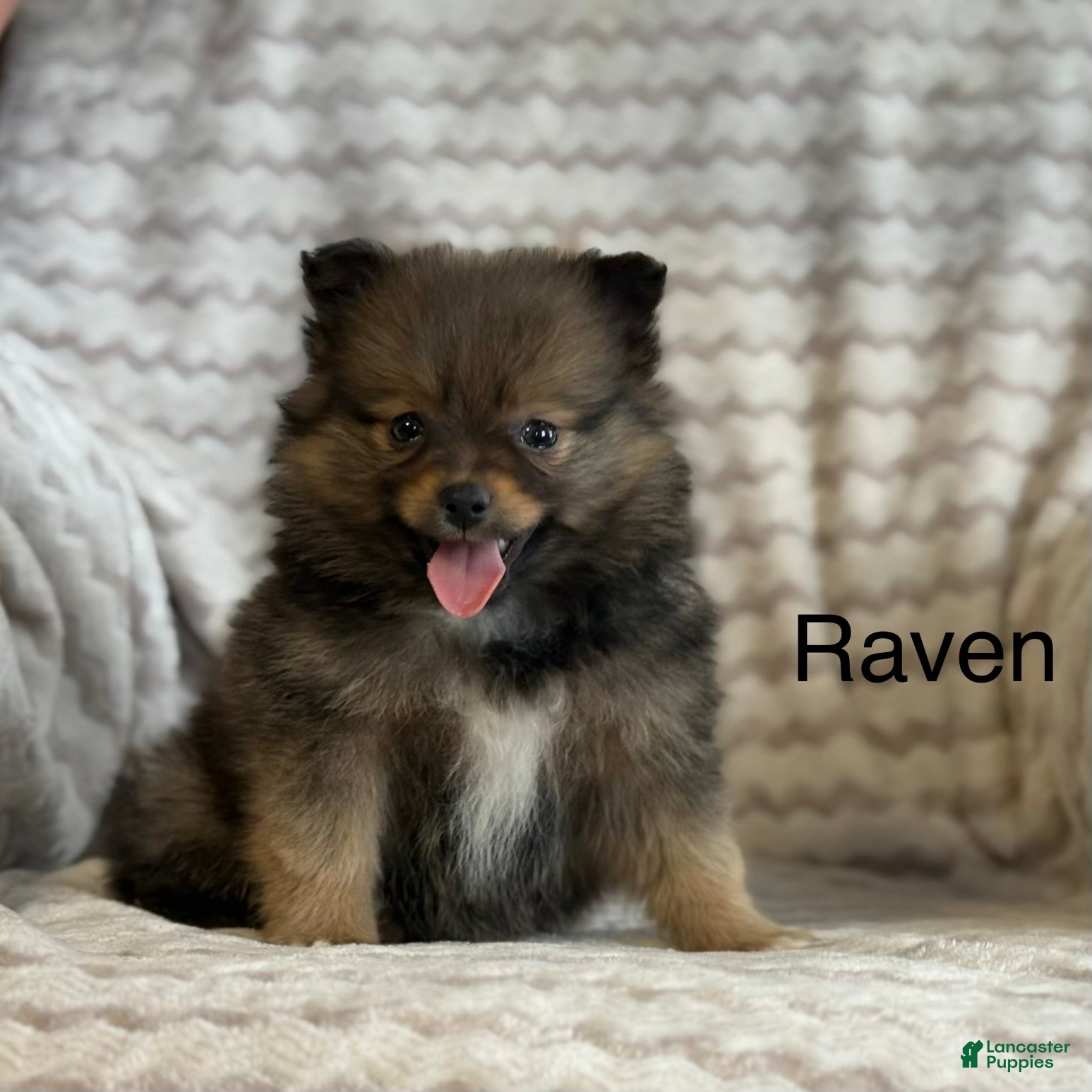 Pomeranian dogs Raven - Ad 1
