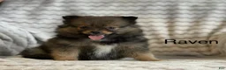 Pomeranian dogs for sale: Raven - Ad 1