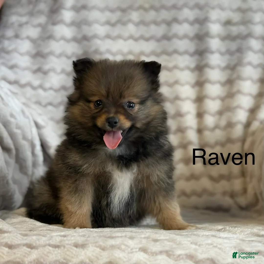 Pomeranian dogs for sale: Raven - Ad 1