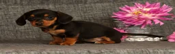 Miniature Dachshund dogs for sale: Annie - Ad 4