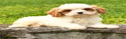 Cavapoo dogs for sale: Sandy - Ad 2