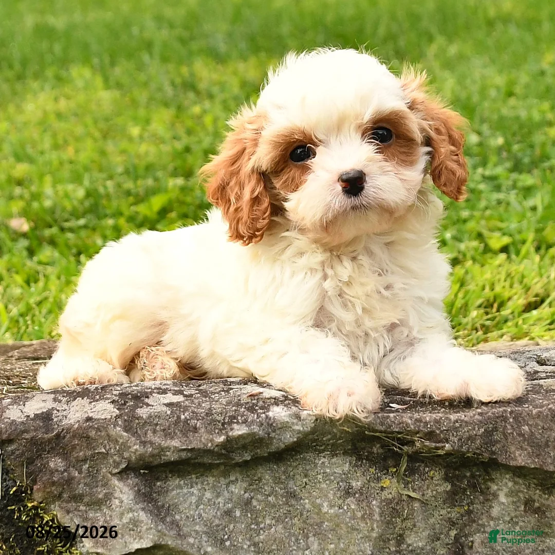 Cavapoo dogs for sale: Sandy - Ad 2