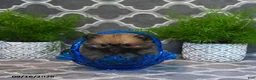 Pomeranian dogs for sale: Raina - Ad 4
