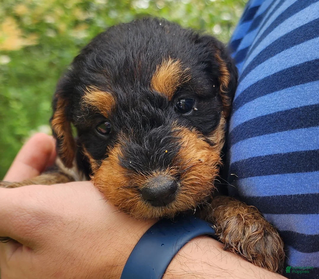 Airedale Terrier dogs for sale: Enchanted Airedales - Turquoise Girl - Ad 2
