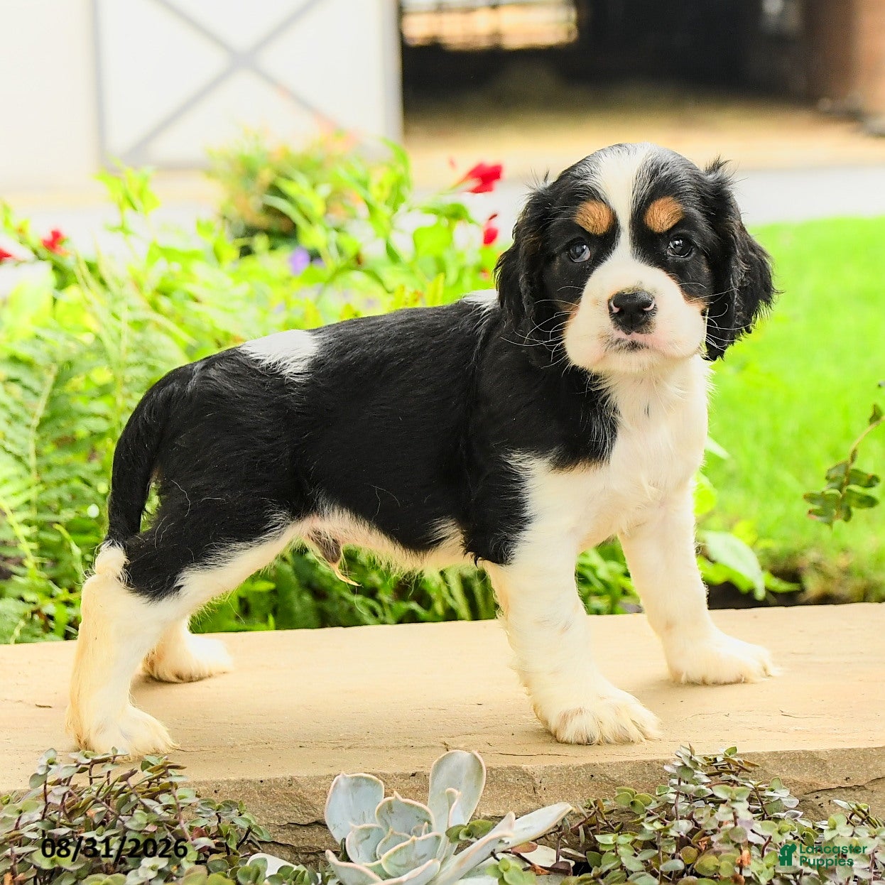 English Cocker Spaniel dogs Lance  - Ad 1
