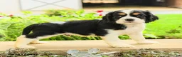 English Cocker Spaniel dogs for sale: Lance  - Ad 1
