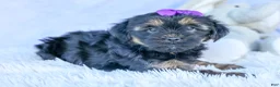 Shorkie dogs for sale: SUSIE - Ad 4