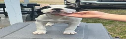 American Bulldog dogs for sale: American Bulldog Puppy Simeon - Ad 4