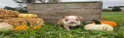Boston Terrier dogs for sale: Maple - Ad 7