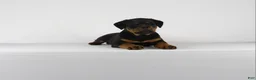 Rottweiler dogs for sale: Rottweiler Puppy 6 - Ad 6