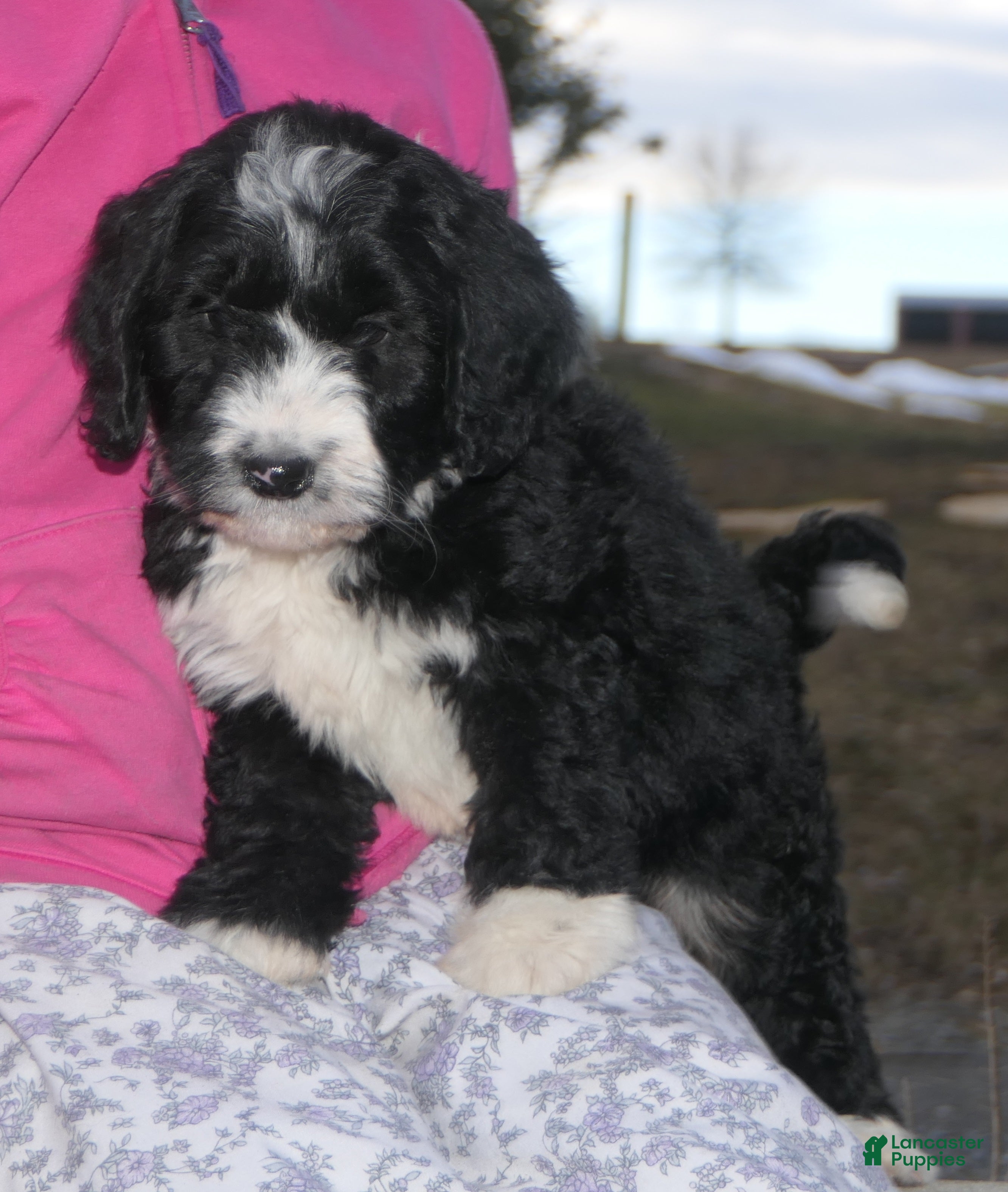 Mini Bernedoodle dogs Mini Bernedoodle Denver - Ad 1