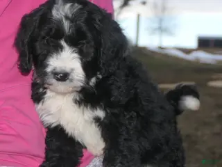 Mini Bernedoodle dogs for sale: Mini Bernedoodle Denver - Ad 2