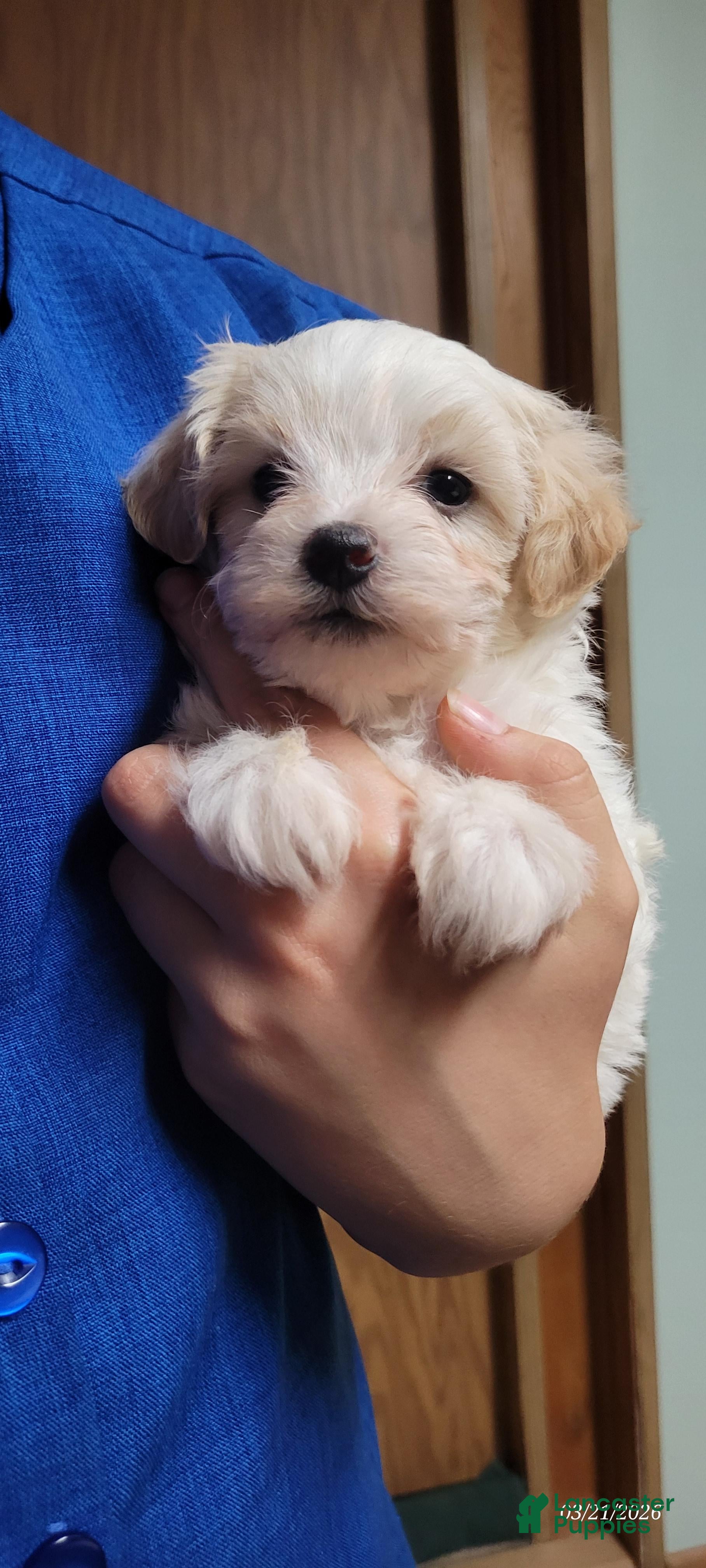 Maltipoo dogs Willow - Ad 9