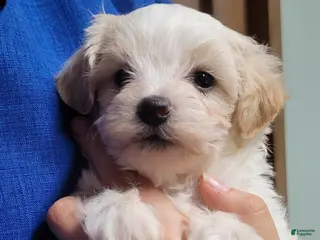 Maltipoo dogs Willow - Ad 9