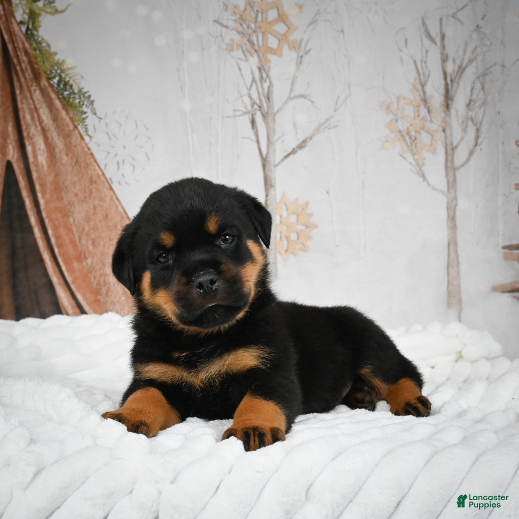 Rottweiler dogs Beretta - Ad 8