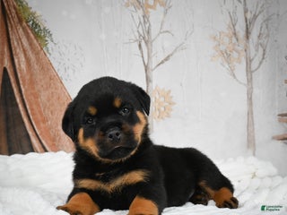 Rottweiler dogs Beretta - Ad 9