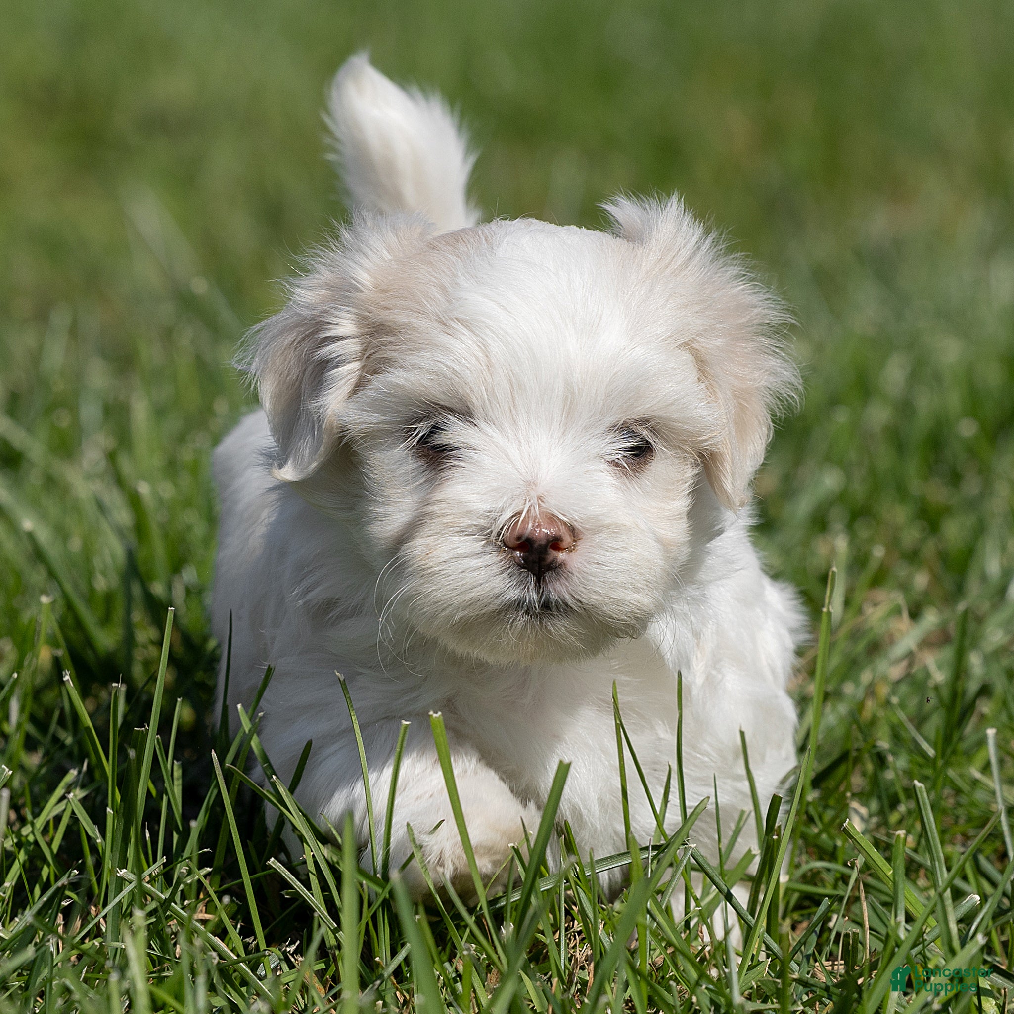 Maltese dogs for sale: Puck Maltese  - Ad 1
