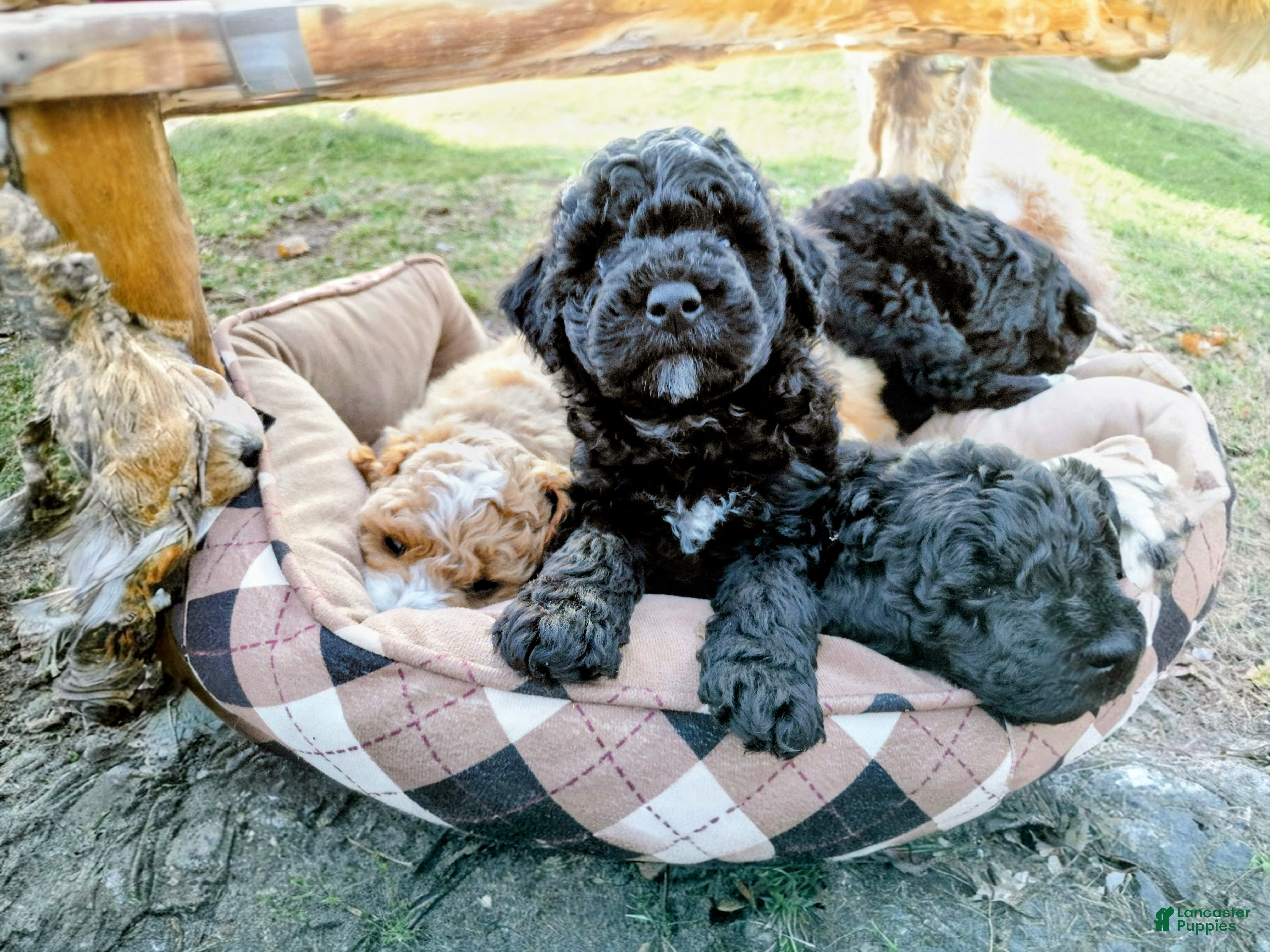 Mini Goldendoodle dogs Mini Goldendoodle DREAMER - Ad 1