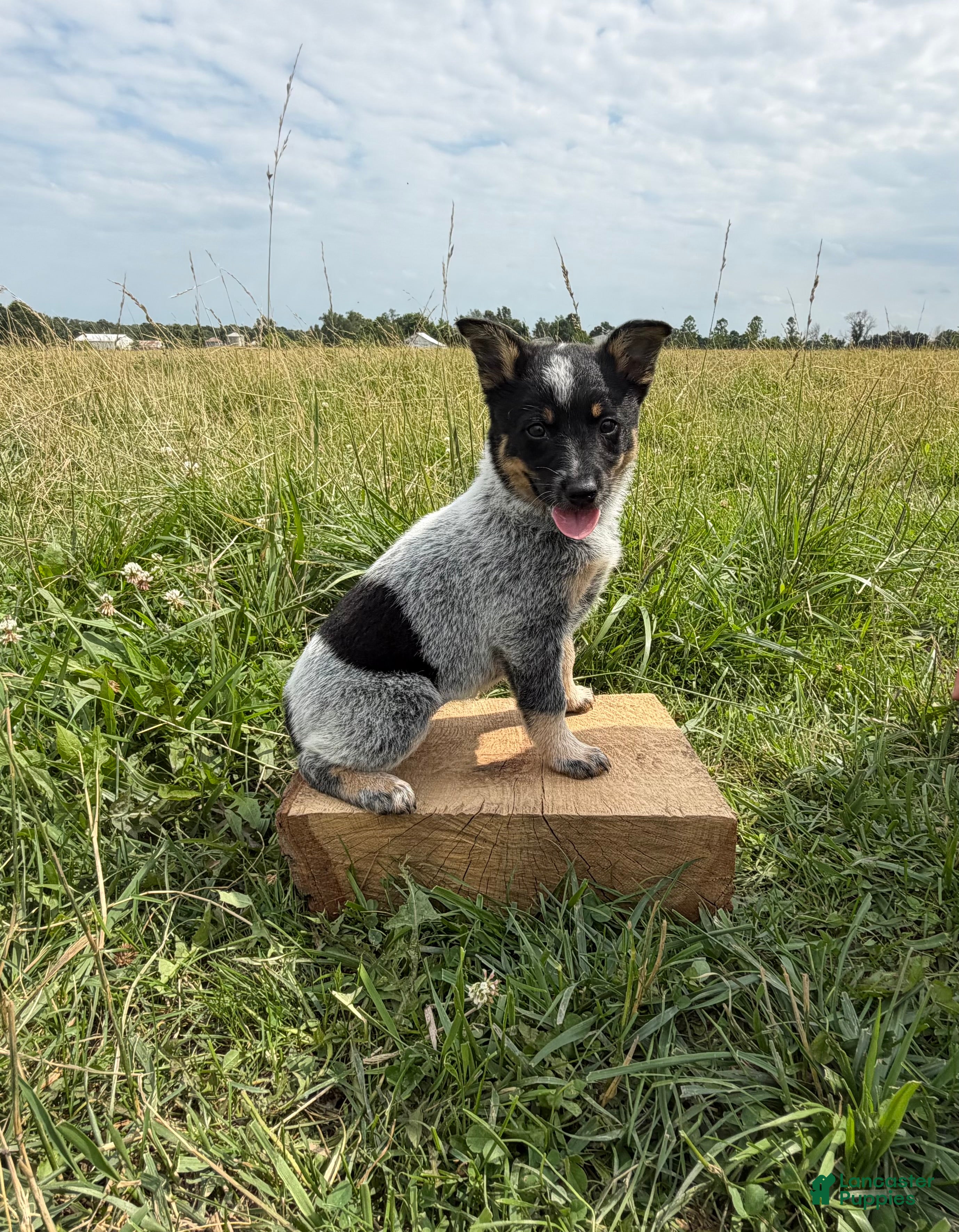 Australian Cattle Dog dogs River - Ad 2