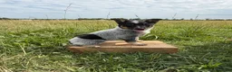 Australian Cattle Dog dogs for sale: River - Ad 2