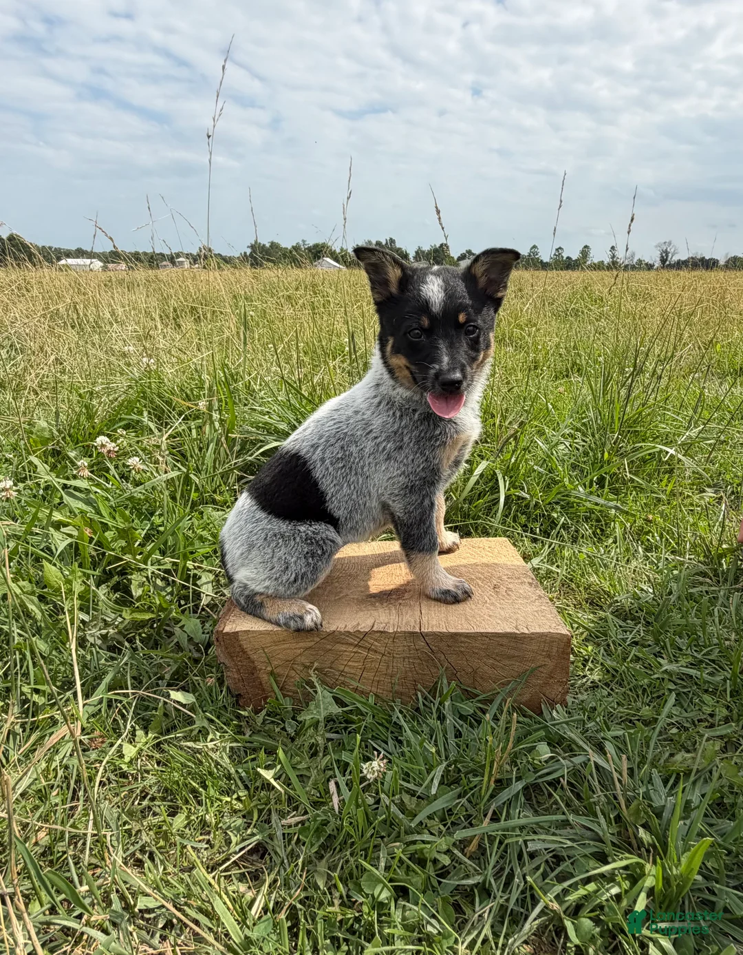 Australian Cattle Dog dogs for sale: River - Ad 2