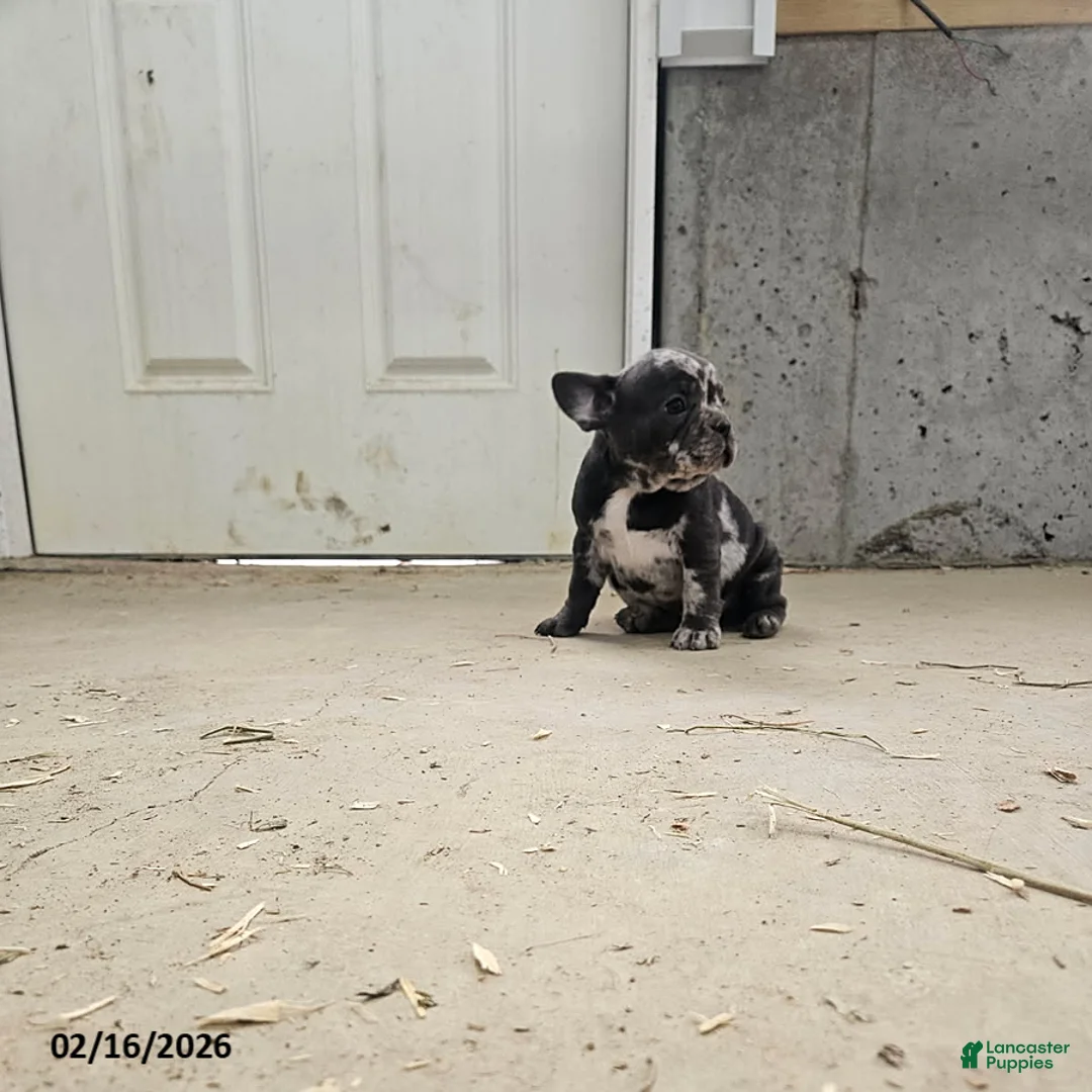 Frenchton dogs for sale: Buttons - Ad 2