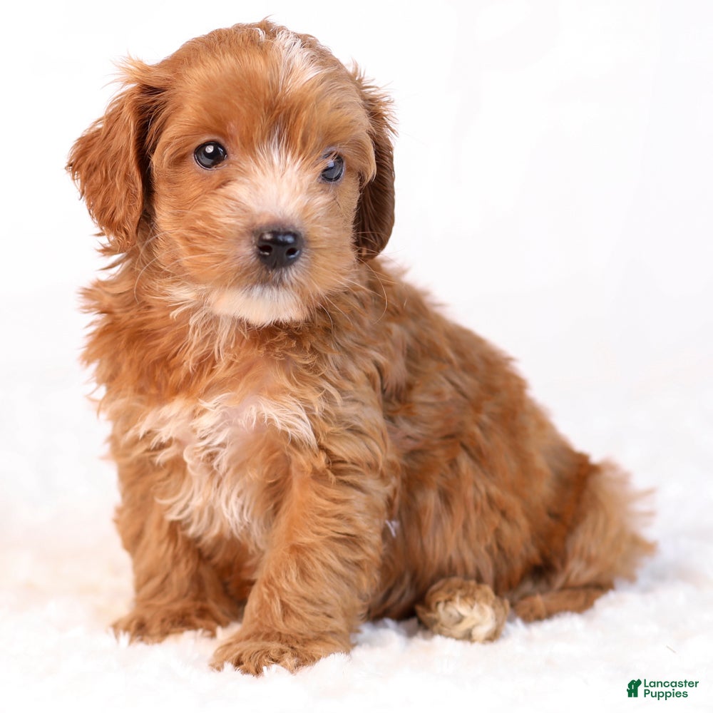 Mini Goldendoodle dogs Kipper - Ad 1