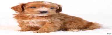 Kipper