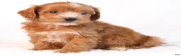 Mini Goldendoodle dogs for sale: Kipper - Ad 1