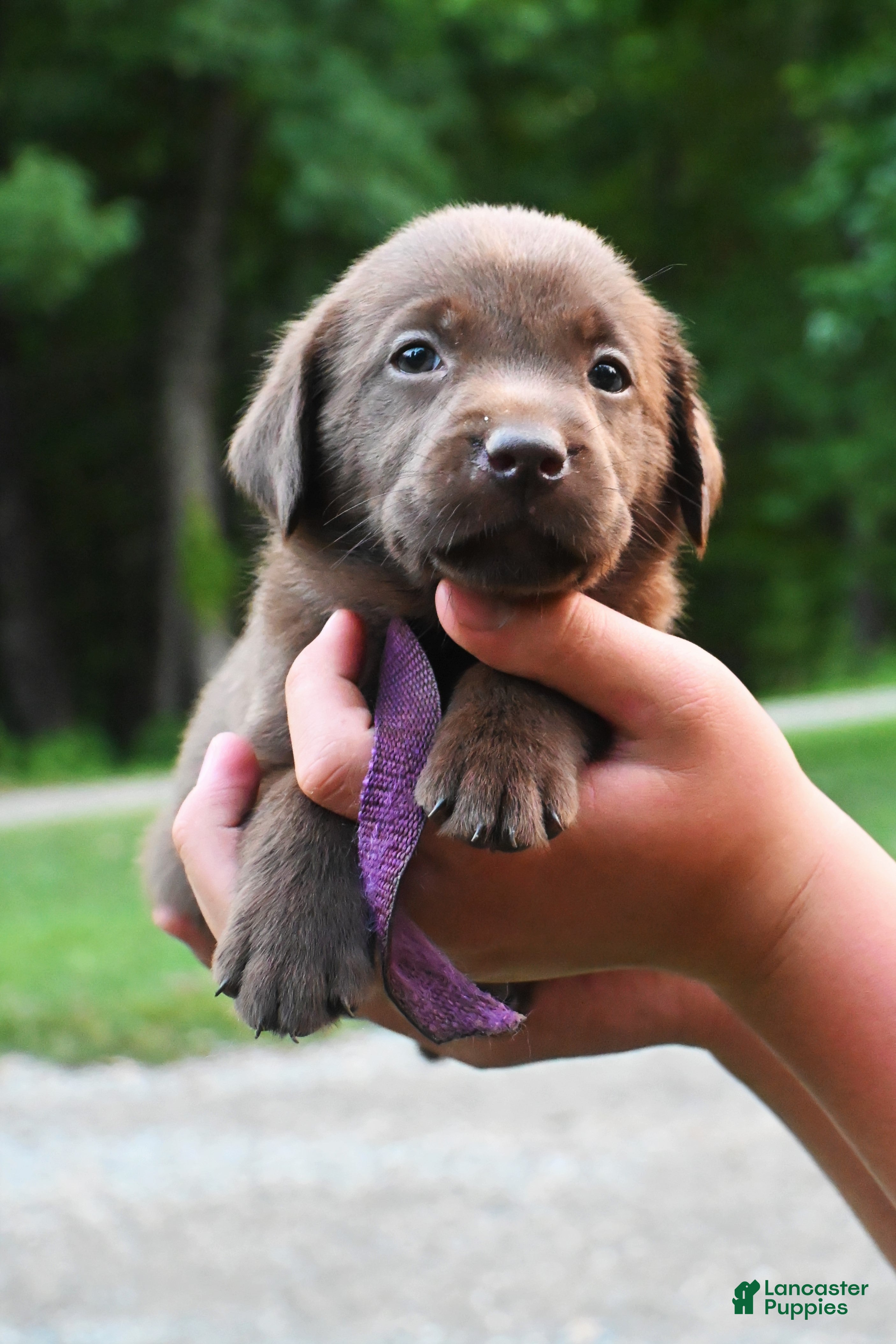 Labrador Retriever dogs Purple Collar (Chocolate) - Ad 1