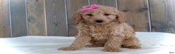 Mini Goldendoodle dogs for sale: Mindy - Ad 13