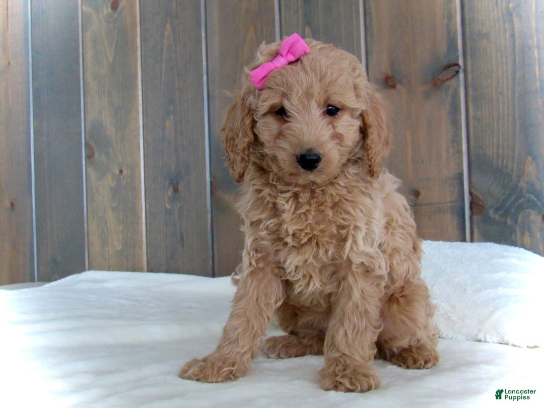 Mini Goldendoodle dogs for sale: Mindy - Ad 13