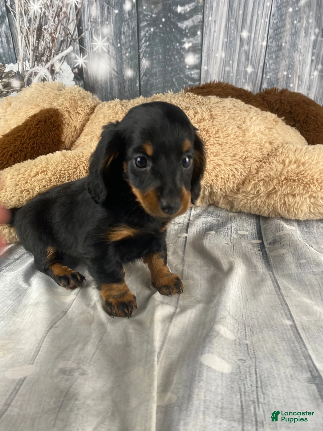 Miniature Dachshund dogs for sale: Willow - Ad 3