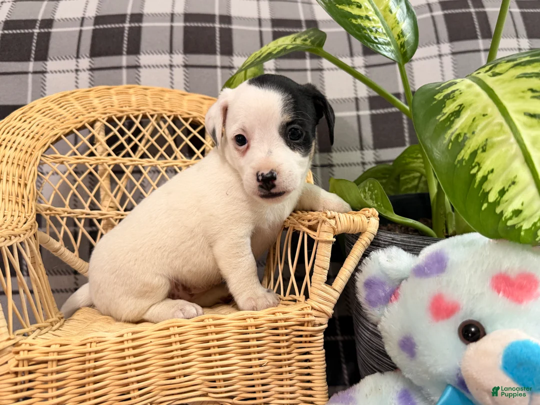 Jack Russell Terrier dogs for sale: Lacy - Ad 2