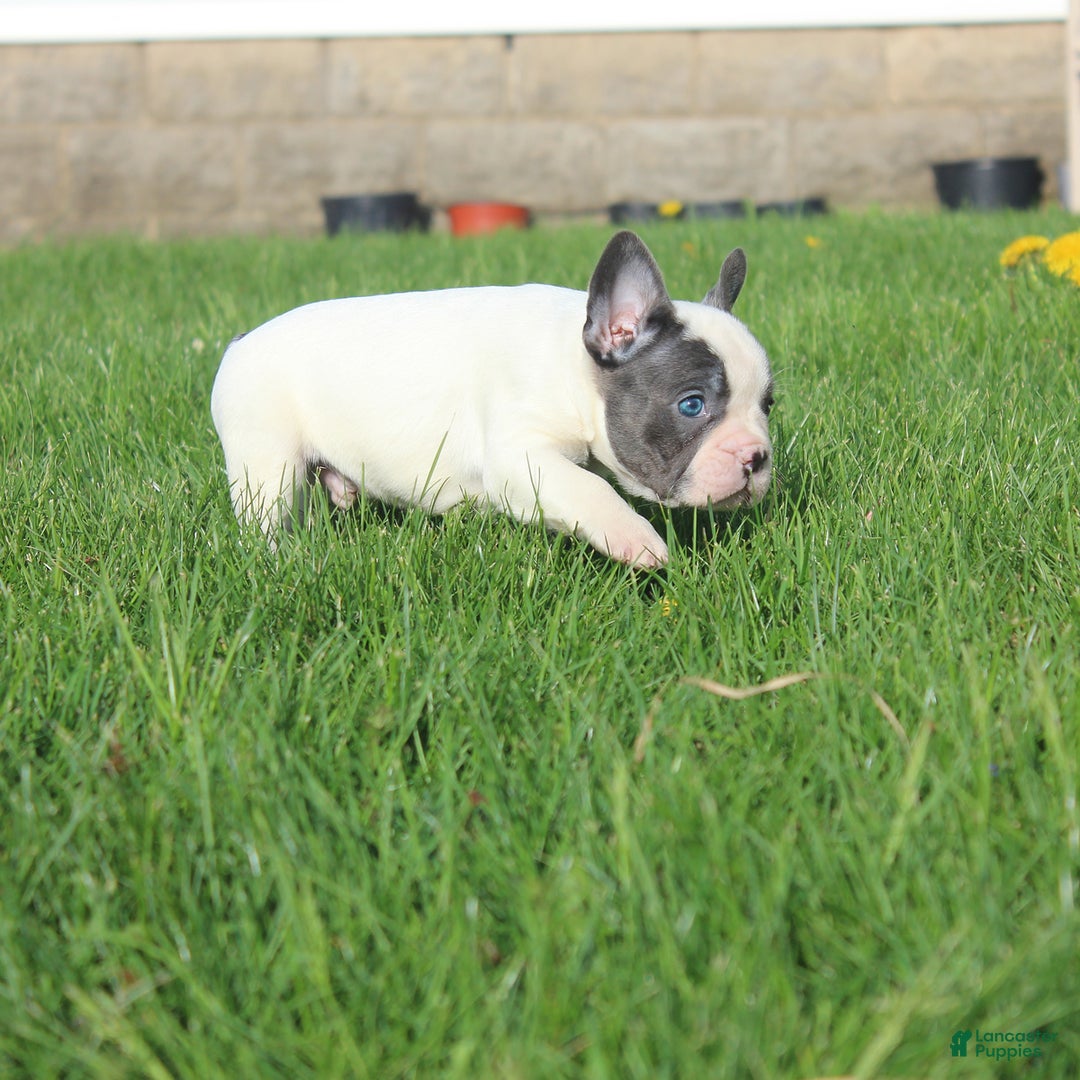 French Bulldog dogs for sale: Stiles - Ad 9