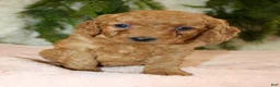 Mini Goldendoodle dogs for sale: Mini Goldendoodle Puppy 6 - Ad 5