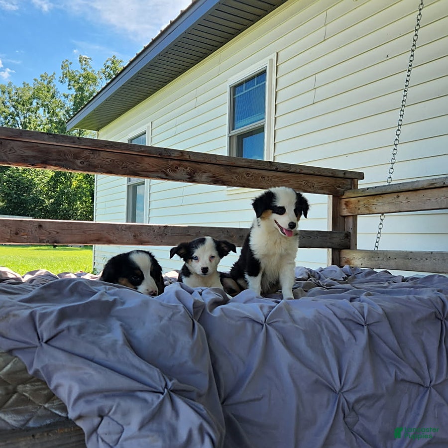 Miniature Australian Shepherd dogs Gwen - Ad 2