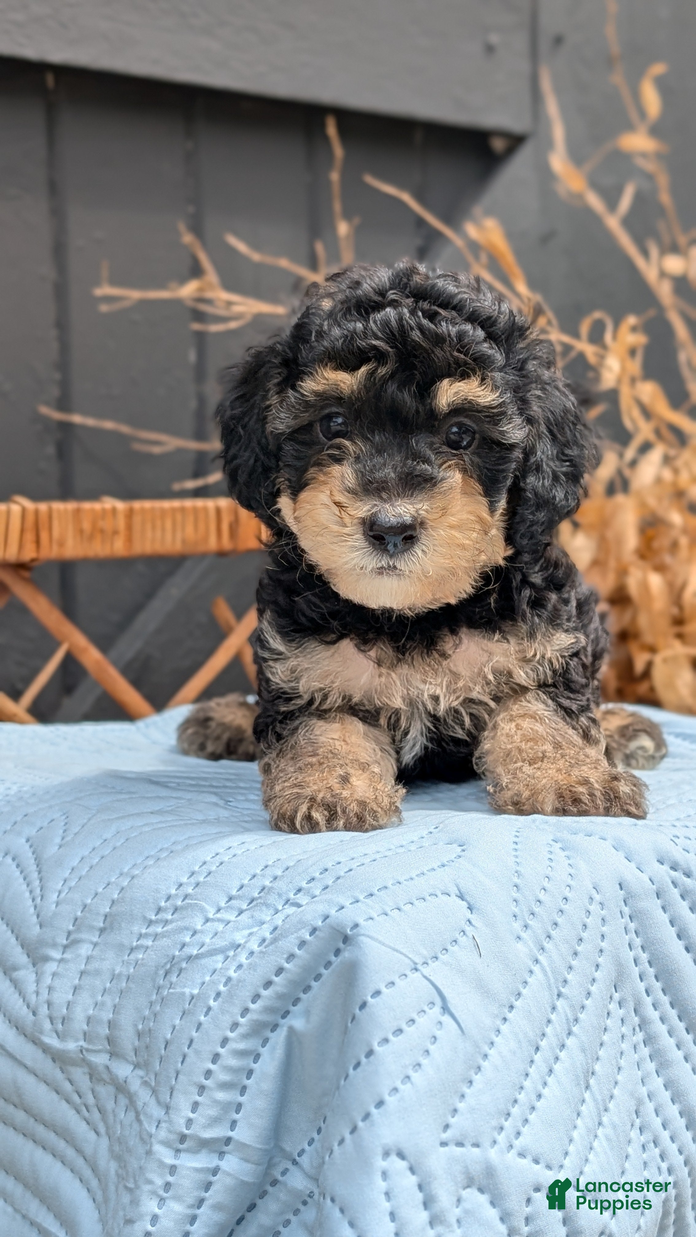 Havapoo dogs Maddox - Ad 2
