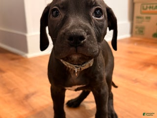 Mixed Breed dogs Pup Grey - Ad 26