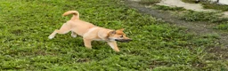 Shiba Inu dogs for sale: Jake - Ad 3