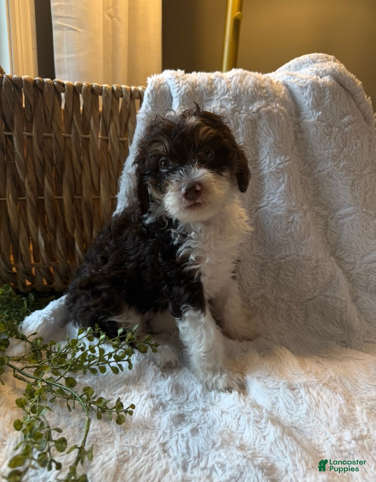 Mini Bernedoodle dogs Ivy - Ad 2