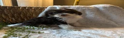 Mini Bernedoodle dogs for sale: Ivy - Ad 2