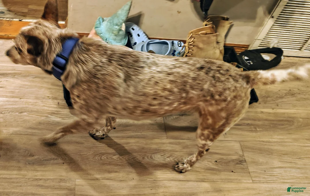 Australian Cattle Dog dogs for stud: STUD SERVICE $500 - Ad 15