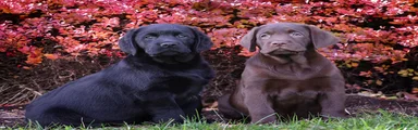 Labrador Retriever 8