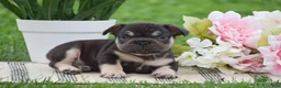 French Bulldog dogs for sale: Vincent - Ad 5