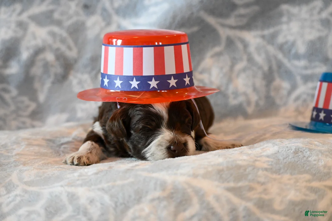 Havapoo dogs for sale: Felix - Ad 2