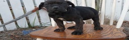 Cane Corso dogs for sale: Belinda - Ad 8