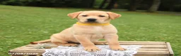 Labrador Retriever dogs for sale: Mango - Ad 5