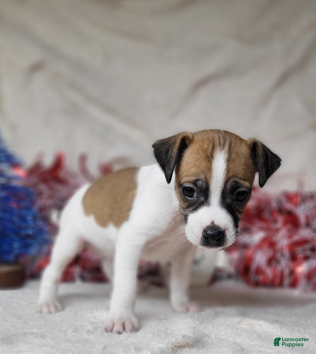 Jack Russell Terrier dogs for sale: FUDGE - Ad 2